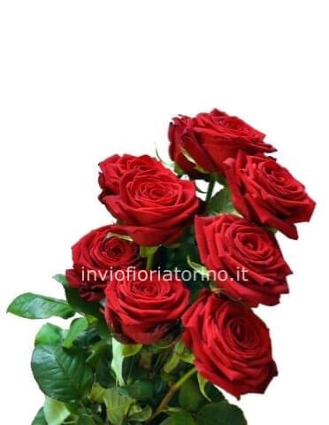 Rose Rosse gambo 60cm