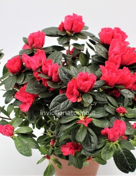 Azalea in vaso