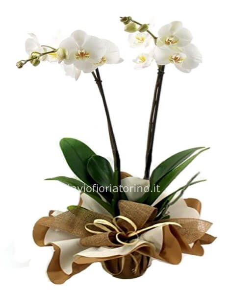 Pianta di phaleonopsis a 2 steli